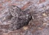 bekyně mniška (Motýli), Lymantria monacha (Linnaeus, 1758) (Lepidoptera)